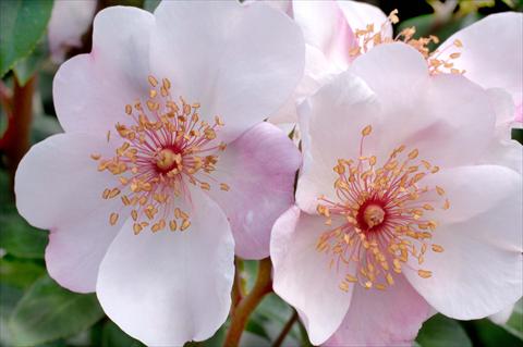 foto van een variëteit aan bloemen, te gebruiken als: Pot - en perkplant Rosa floribunda Astronomia®