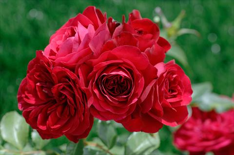 foto van een variëteit aan bloemen, te gebruiken als: Pot - en perkplant Rosa floribunda Mona Lisa®