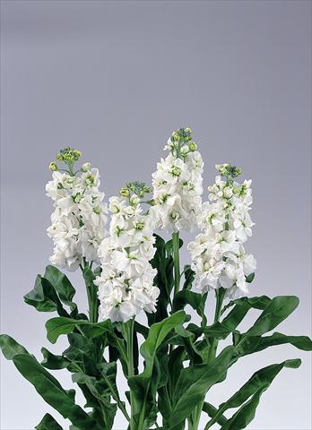 foto van een variëteit aan bloemen, te gebruiken als: Snijbloemen Matthiola incana Stock Noble 