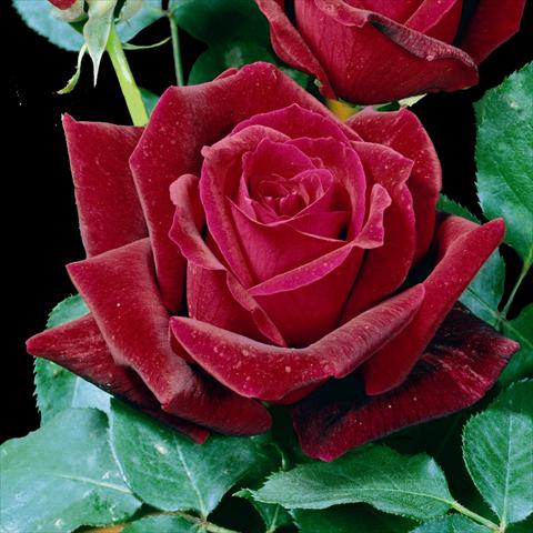foto van een variëteit aan bloemen, te gebruiken als: Pot - en perkplant Rosa floribunda Papa Meilland® Var. Meicesar
