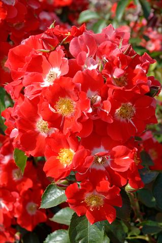 foto van een variëteit aan bloemen, te gebruiken als: Pot - en perkplant Rosa paesaggistica Paso Doble®