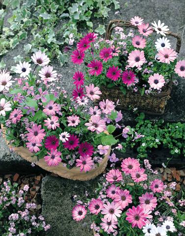 foto van een variëteit aan bloemen, te gebruiken als: Perkplant / Borders Osteospermum Passion Mix