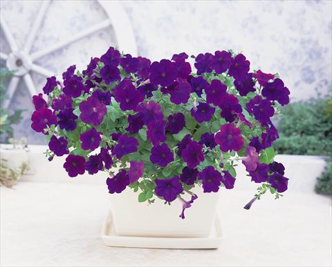 foto van een variëteit aan bloemen, te gebruiken als: Korf / Pot Petunia x hybrida Opera Supreme F1