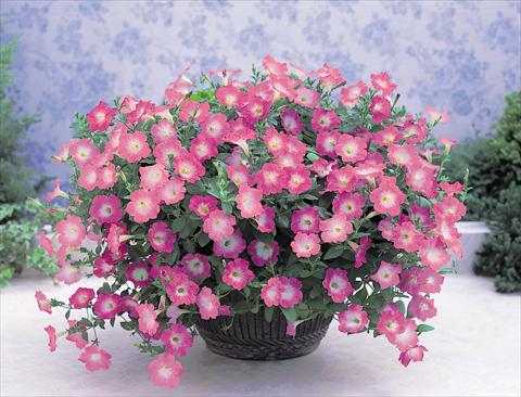 foto van een variëteit aan bloemen, te gebruiken als: Korf / Pot Petunia x hybrida Opera Supreme F1