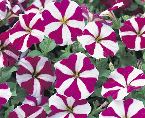 foto van een variëteit aan bloemen, te gebruiken als: Perkplant / Borders Petunia x hybrida Symphony Burgundy Star F1