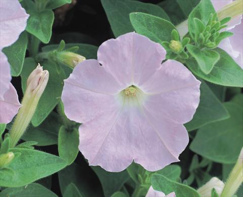 foto van een variëteit aan bloemen, te gebruiken als: Perkplant / Borders Petunia x hybrida Symphony Chiffon F1