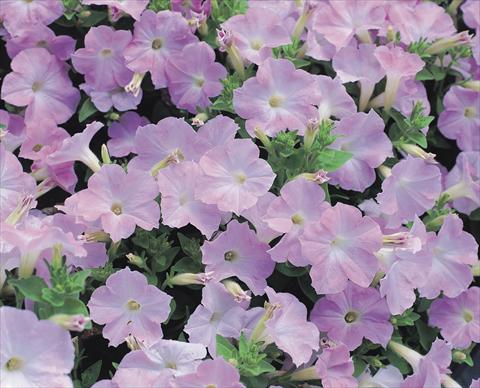 foto van een variëteit aan bloemen, te gebruiken als: Perkplant / Borders Petunia x hybrida Symphony Lavender Pink F1