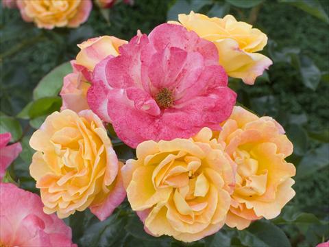 foto van een variëteit aan bloemen, te gebruiken als: Pot - en perkplant Rosa floribunda Tzigane®