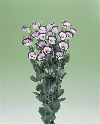 foto van een variëteit aan bloemen, te gebruiken als: Snijbloemen Lisianthus (Eustoma grandiflorum) Vulcan F1 Purple Picotee