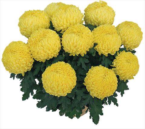 foto van een variëteit aan bloemen, te gebruiken als: Pot Chrysanthemum Bouldor Jaune