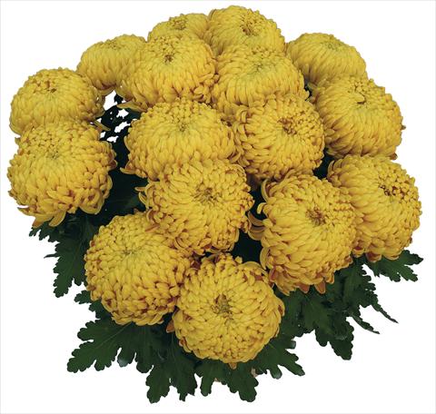 foto van een variëteit aan bloemen, te gebruiken als: Pot Chrysanthemum Corola Dore