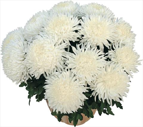 foto van een variëteit aan bloemen, te gebruiken als: Pot Chrysanthemum Pikneige Blanc