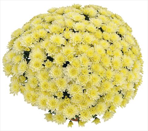 foto van een variëteit aan bloemen, te gebruiken als: Pot Chrysanthemum Soda Vanille