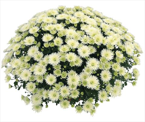 foto van een variëteit aan bloemen, te gebruiken als: Pot Chrysanthemum Vinci Blanc