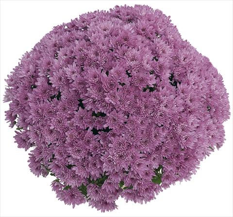 foto van een variëteit aan bloemen, te gebruiken als: Pot Chrysanthemum Yahou Prune