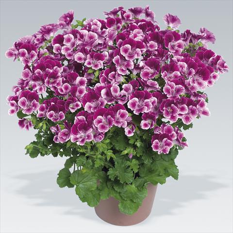 foto van een variëteit aan bloemen, te gebruiken als: Pot Pelargonium grandiflorum pac® Angeleyes® Burgundy Red