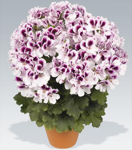 foto van een variëteit aan bloemen, te gebruiken als: Pot Pelargonium grandiflorum pac® Aristo® Petticoat
