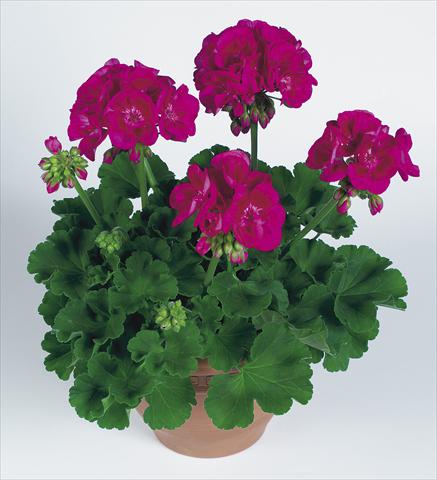 foto van een variëteit aan bloemen, te gebruiken als: Pot Pelargonium zonale pac® Flower Fairy Berry®
