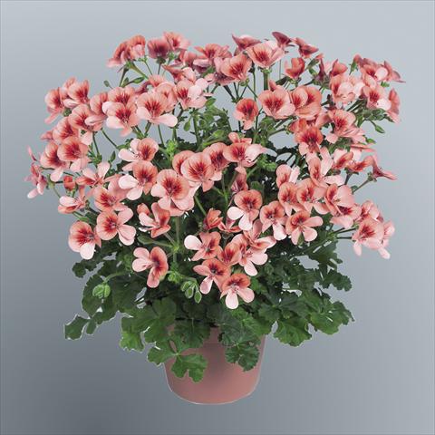 foto van een variëteit aan bloemen, te gebruiken als: Pot Pelargonium grandiflorum pac® Angeleyes® Orange