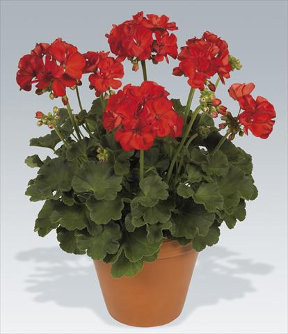 foto van een variëteit aan bloemen, te gebruiken als: Pot Pelargonium zonale pac® Hidemi