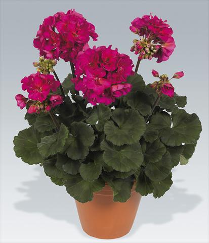 foto van een variëteit aan bloemen, te gebruiken als: Potplant, perkplant, patioplant Pelargonium zonale pac® Neona
