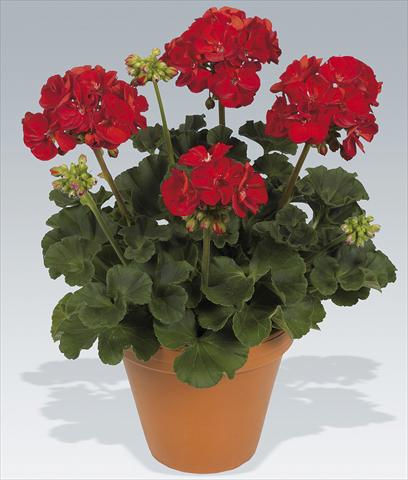 foto van een variëteit aan bloemen, te gebruiken als: Pot Pelargonium zonale pac® Victor Improved