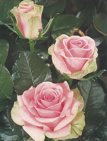 foto van een variëteit aan bloemen, te gebruiken als: Snijbloemen Rosa Tea Dancing Queen