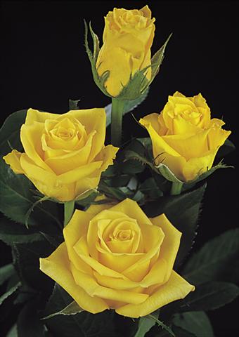 foto van een variëteit aan bloemen, te gebruiken als: Snijbloemen Rosa Tea Jupiter