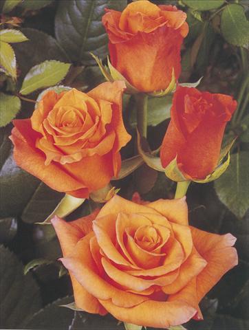 foto van een variëteit aan bloemen, te gebruiken als: Snijbloemen Rosa Tea Milva