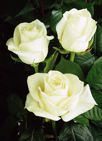 foto van een variëteit aan bloemen, te gebruiken als: Snijbloemen Rosa Tea Polarstar