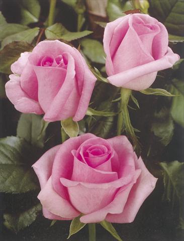 foto van een variëteit aan bloemen, te gebruiken als: Snijbloemen Rosa Tea Revival