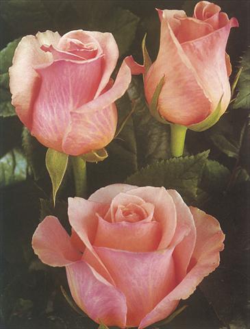 foto van een variëteit aan bloemen, te gebruiken als: Snijbloemen Rosa Tea Romance