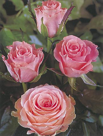 foto van een variëteit aan bloemen, te gebruiken als: Snijbloemen Rosa Tea Rosalie