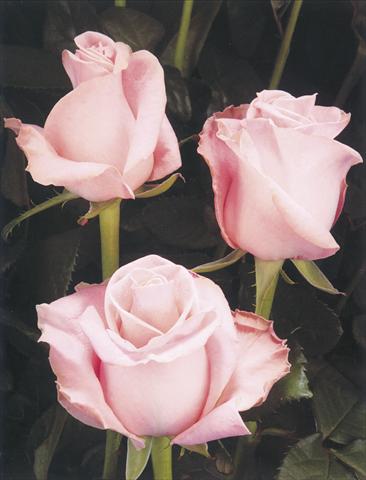 foto van een variëteit aan bloemen, te gebruiken als: Snijbloemen Rosa Tea Simona