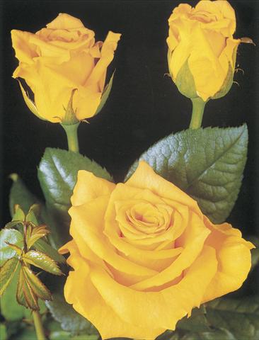 foto van een variëteit aan bloemen, te gebruiken als: Snijbloemen Rosa Tea Suela