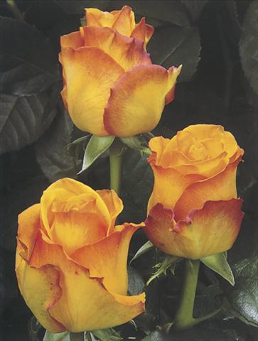 foto van een variëteit aan bloemen, te gebruiken als: Snijbloemen Rosa Tea Sunremo