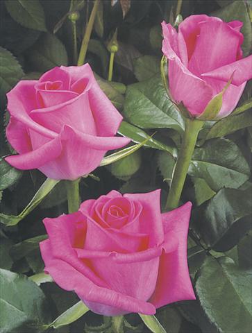 foto van een variëteit aan bloemen, te gebruiken als: Snijbloemen Rosa Tea Topaz