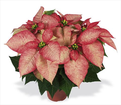 foto van een variëteit aan bloemen, te gebruiken als: Pot Poinsettia - Euphorbia pulcherrima RED FOX Premium Picasso