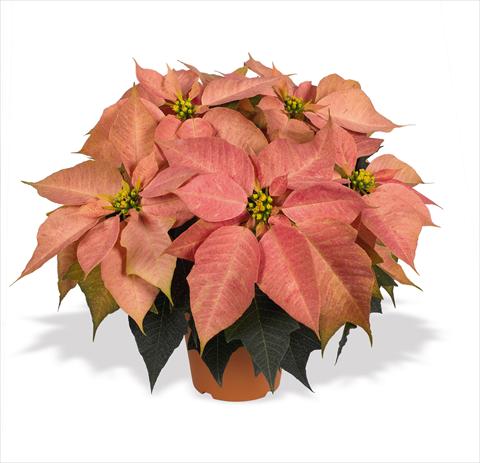 foto van een variëteit aan bloemen, te gebruiken als: Korf / Pot Poinsettia - Euphorbia pulcherrima RED FOX Marco Polo
