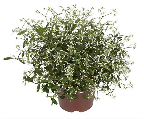 foto van een variëteit aan bloemen, te gebruiken als: Potplant, perkplant, patioplant, korfplant Chameasyce hypericifolia RED FOX Silver Fog
