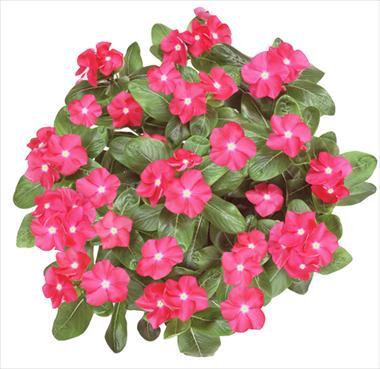 foto van een variëteit aan bloemen, te gebruiken als: Korf / Pot Catharanthus roseus - Vinca Galaxy® Cherry