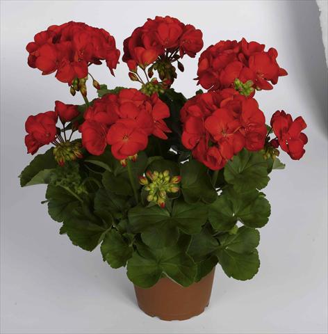 foto van een variëteit aan bloemen, te gebruiken als: Pot Pelargonium zonale RED FOX Survivor Scarlet