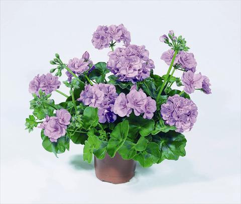 foto van een variëteit aan bloemen, te gebruiken als: Potplant, perkplant, patioplant Pelargonium peltatum RED FOX Pacific Lavender