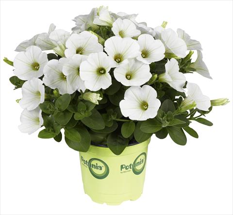 foto van een variëteit aan bloemen, te gebruiken als: Potplant, perkplant, patioplant Petunia RED FOX Potunia® Piccola White