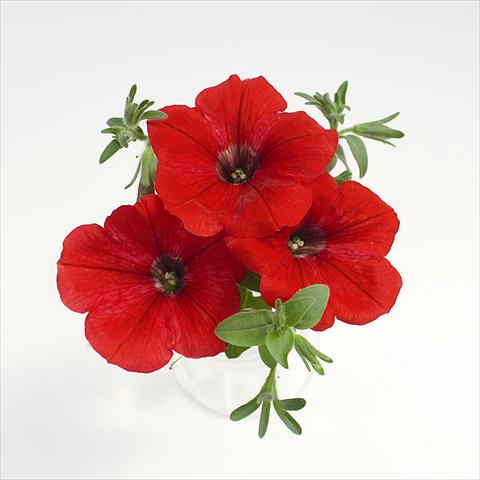 foto van een variëteit aan bloemen, te gebruiken als: Korf / Pot Petunia x hybrida RED FOX Surprise Red