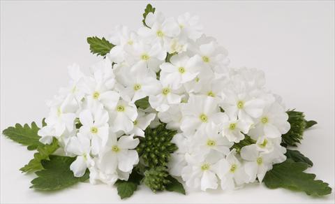 foto van een variëteit aan bloemen, te gebruiken als: Potplant, perkplant, patioplant, korfplant Verbena RED FOX Empress White