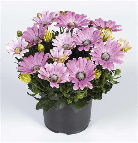 foto van een variëteit aan bloemen, te gebruiken als: Pot - en perkplant Osteospermum RED FOX Summertime® Soft Pink