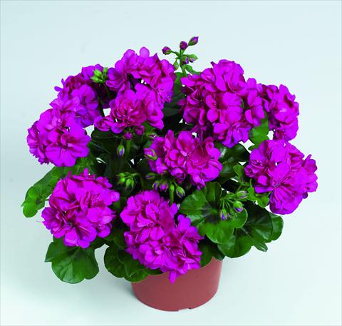 foto van een variëteit aan bloemen, te gebruiken als: Korf / Pot Pelargonium peltatum RED FOX Pacific Violet