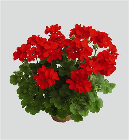foto van een variëteit aan bloemen, te gebruiken als: Korf / Pot Pelargonium interspec. RED FOX Schöne von Rheinberg