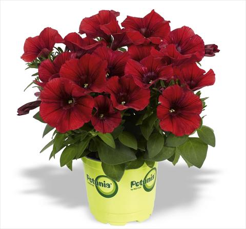 foto van een variëteit aan bloemen, te gebruiken als: Potplant, perkplant, patioplant, korfplant Petunia RED FOX Potunia® Dark Red